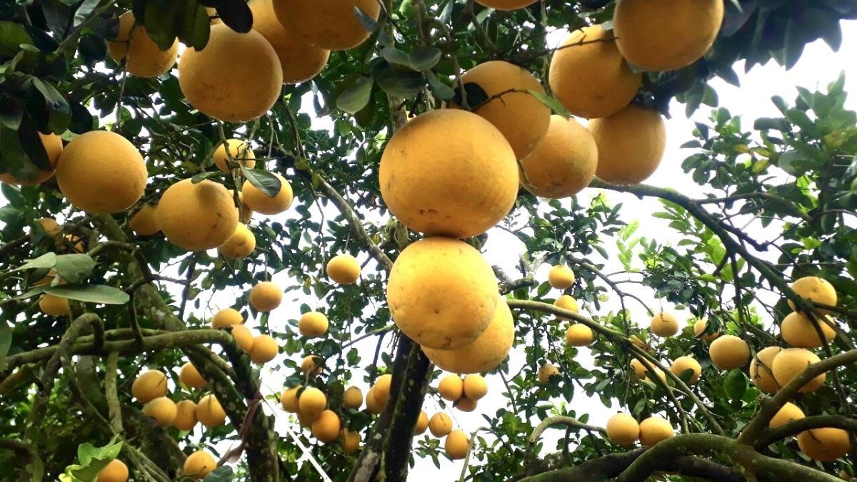 Bưởi Đoan Hùng 